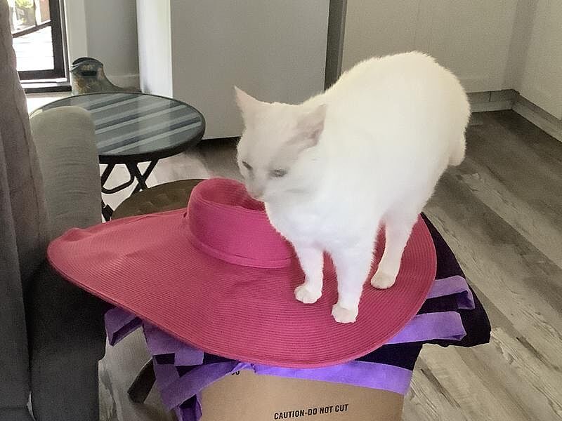 Catalyst Pet customer photo shared by EchoÃ¢Â€Â™s F.