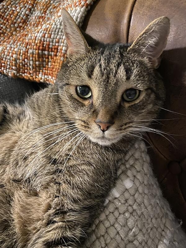 Catalyst Pet customer photo shared by MoochieÃ¢Â€Â™s M.