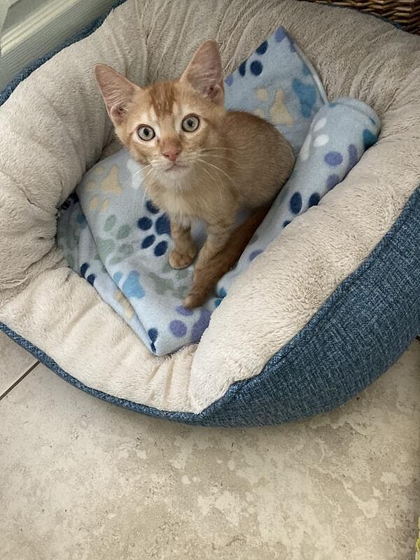 Catalyst Pet customer photo shared by Annie543
