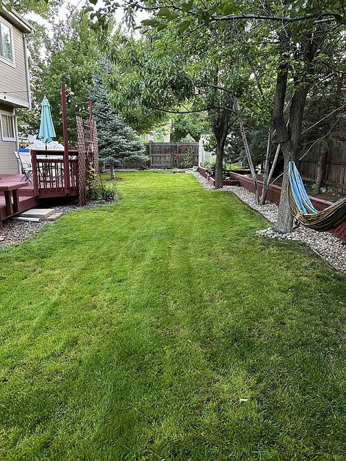 A lawn in Thornton, CO