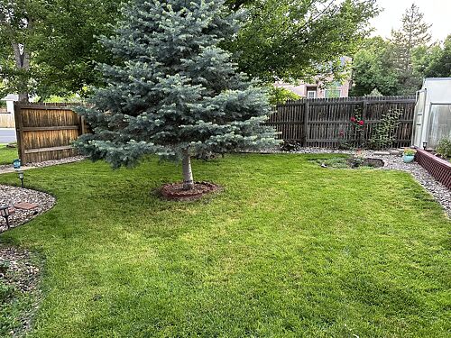 A lawn in Thornton, CO