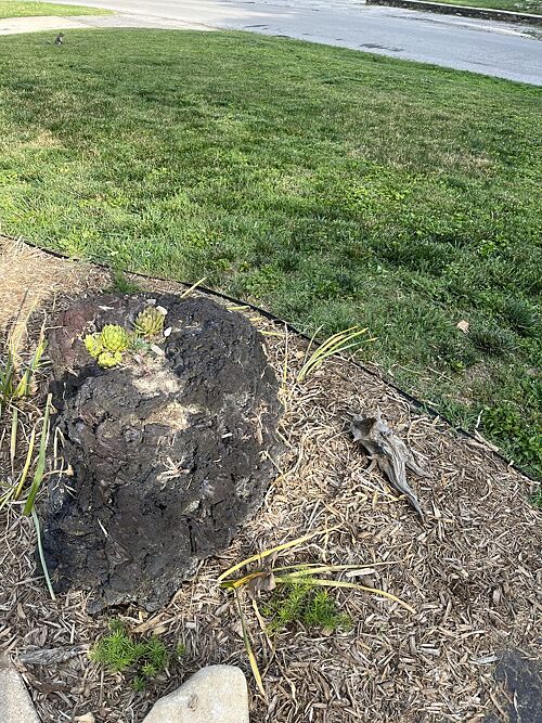 A lawn in Kansas City, KS