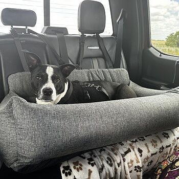 PupProtector™ Memory Foam Dog Car Bed My big dog was always