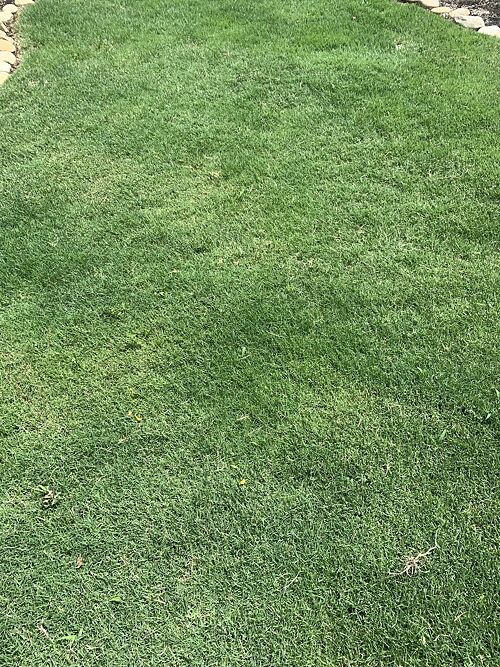 A lawn in Murfreesboro, TN