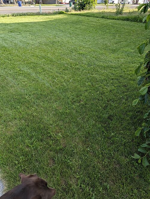 A lawn in Idaho Falls, ID