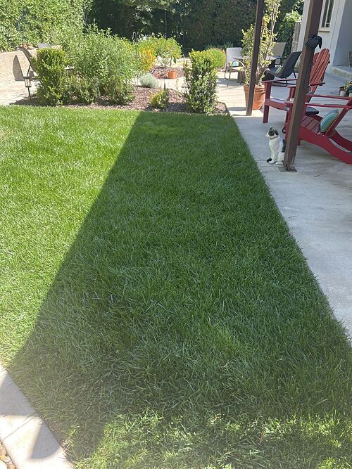A lawn in San Diego, CA