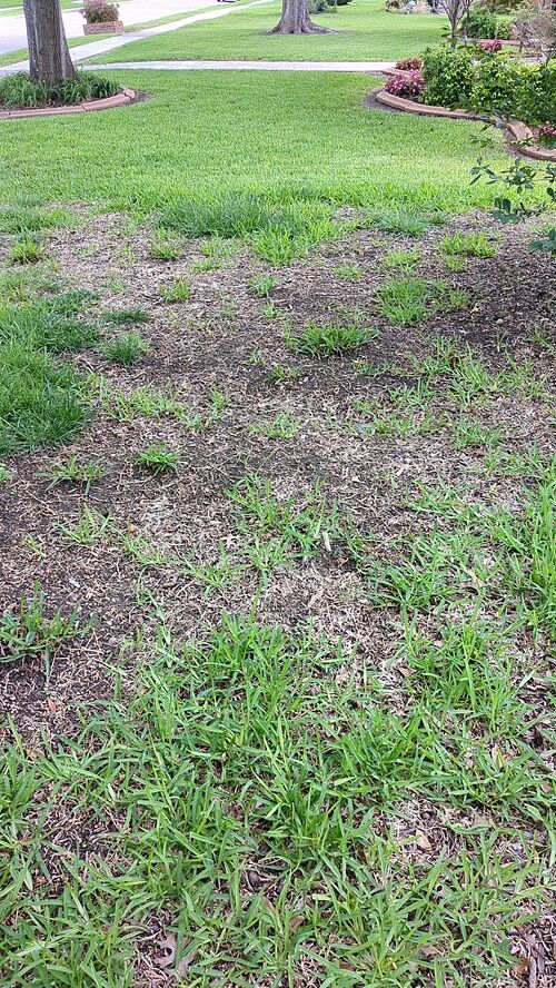 A lawn in Plano, TX