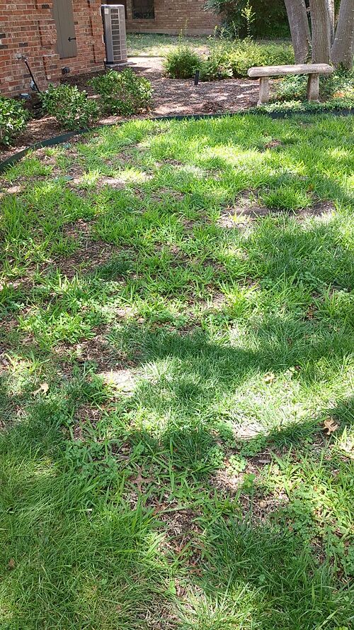 A lawn in Plano, TX