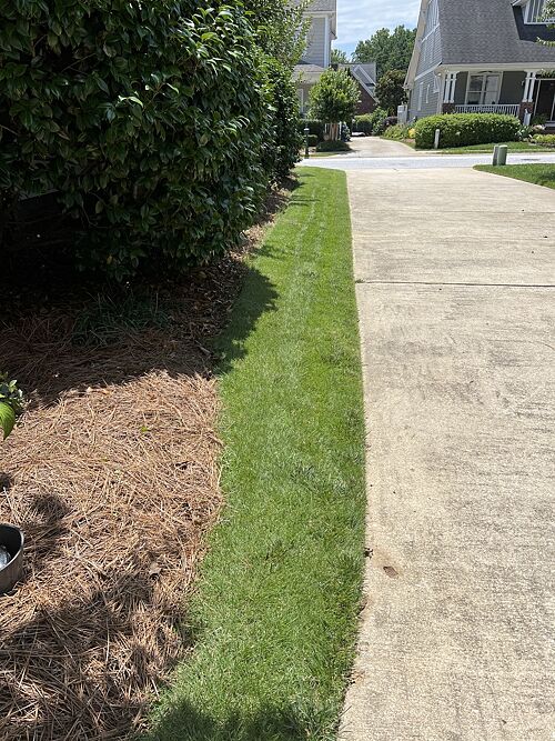 A lawn in Greenville, SC