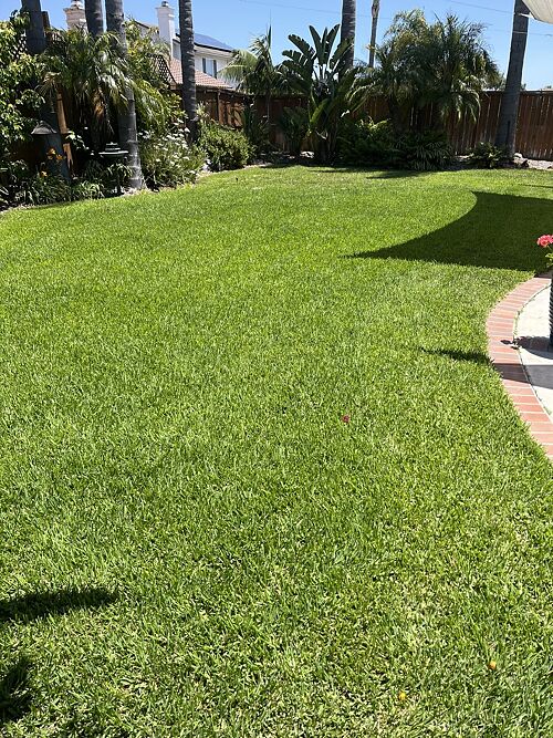 A lawn in Oceanside, CA