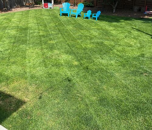 A lawn in Seattle, WA