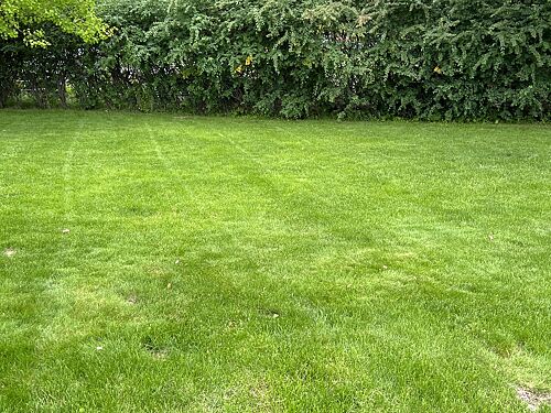 A lawn in Bozeman, MT