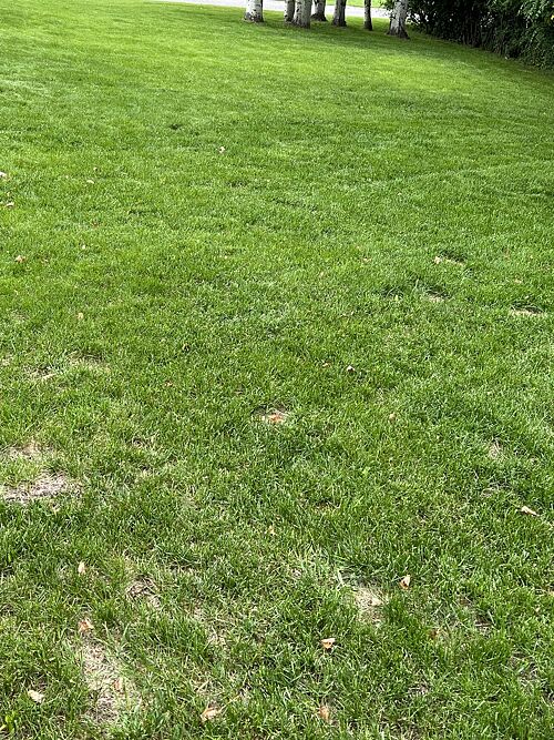 A lawn in Bozeman, MT