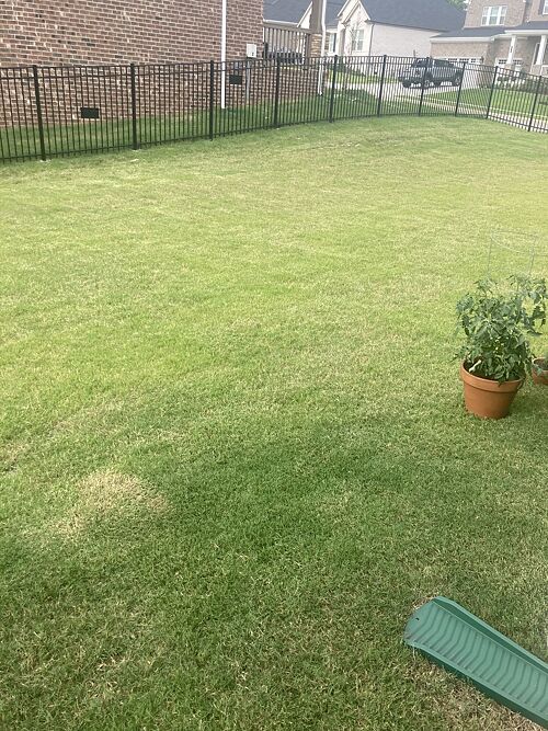 A lawn in Nashville, TN