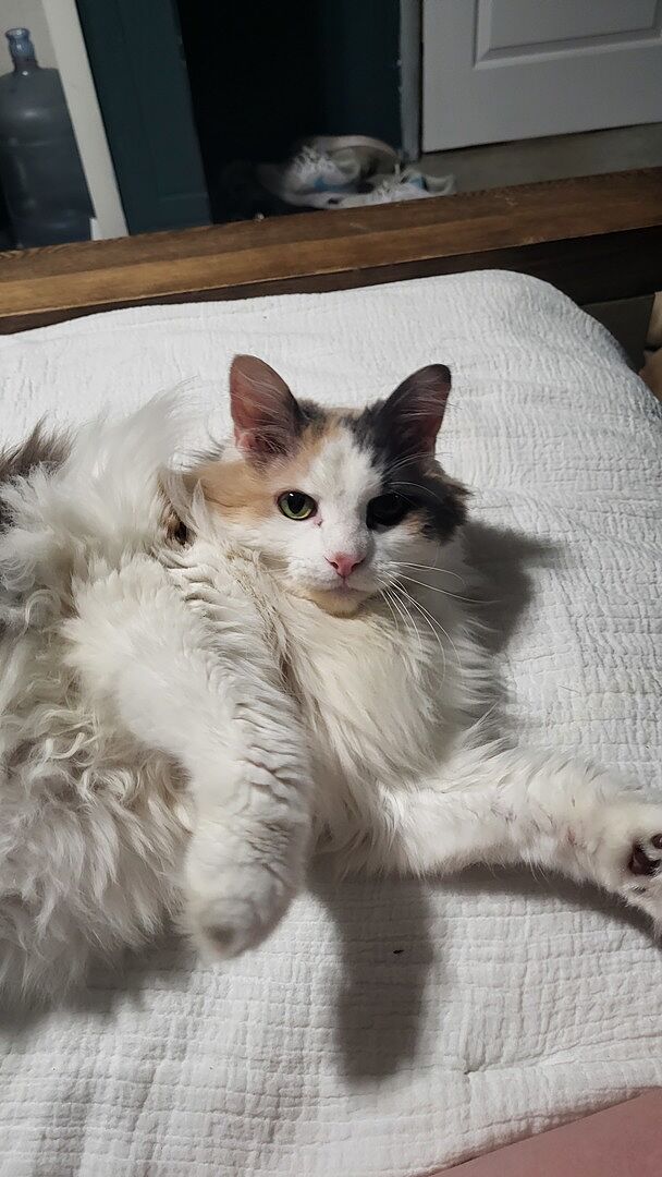 Catalyst Pet customer photo shared by Lizzie G.