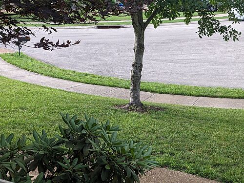 A lawn in Spring Hill, TN