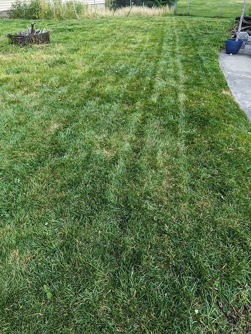 A lawn in Detroit-ish, MI