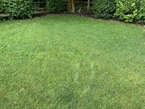 A lawn in Warrenton, VA