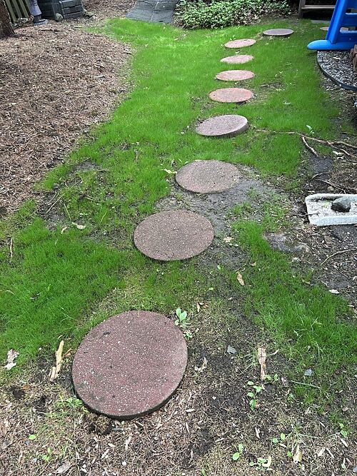 A lawn in Northern, NJ
