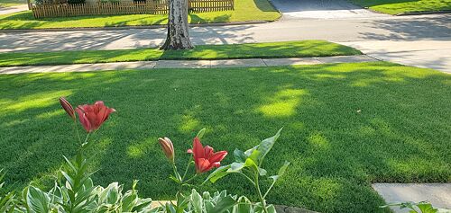 A lawn in Westmont, IL