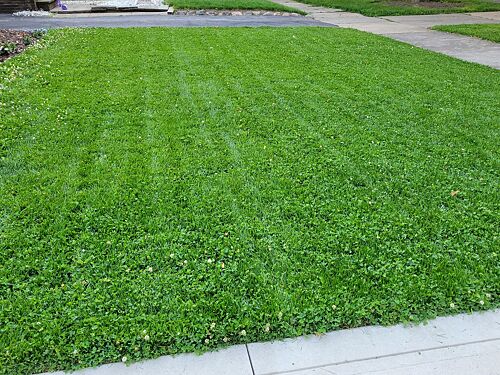 A lawn in Cleveland, OH