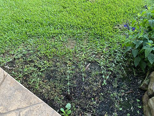 A lawn in Katy, TX