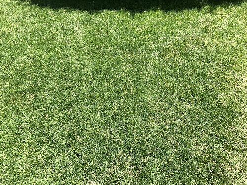 A lawn in Littleton, CO