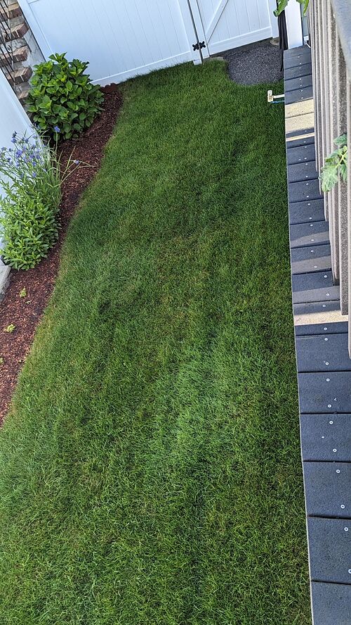 A lawn in Medford, MA