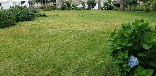A lawn in New Haven, CT