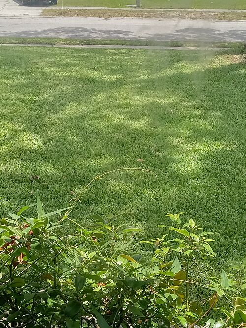 A lawn in New Port Richey, FL