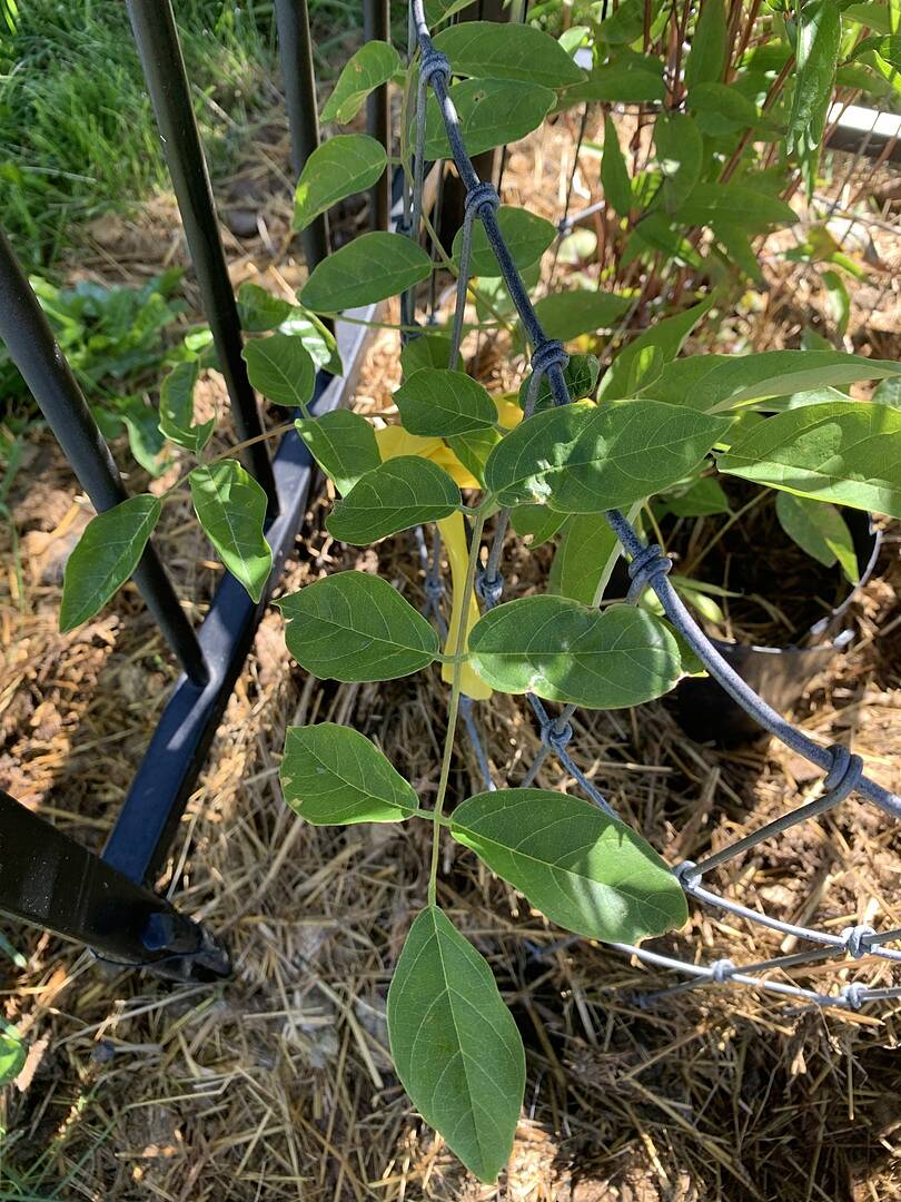 Healthy baby wisterias