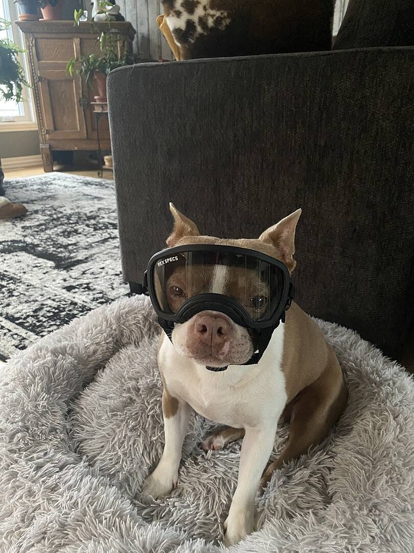 Goggles for boston terriers best sale