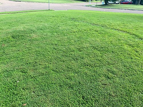 A lawn in Memphis, TN