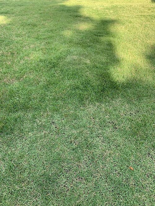 A lawn in Germantown, TN