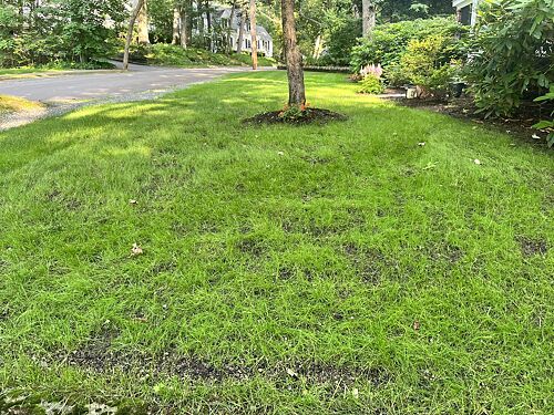 A lawn in Boston, MA