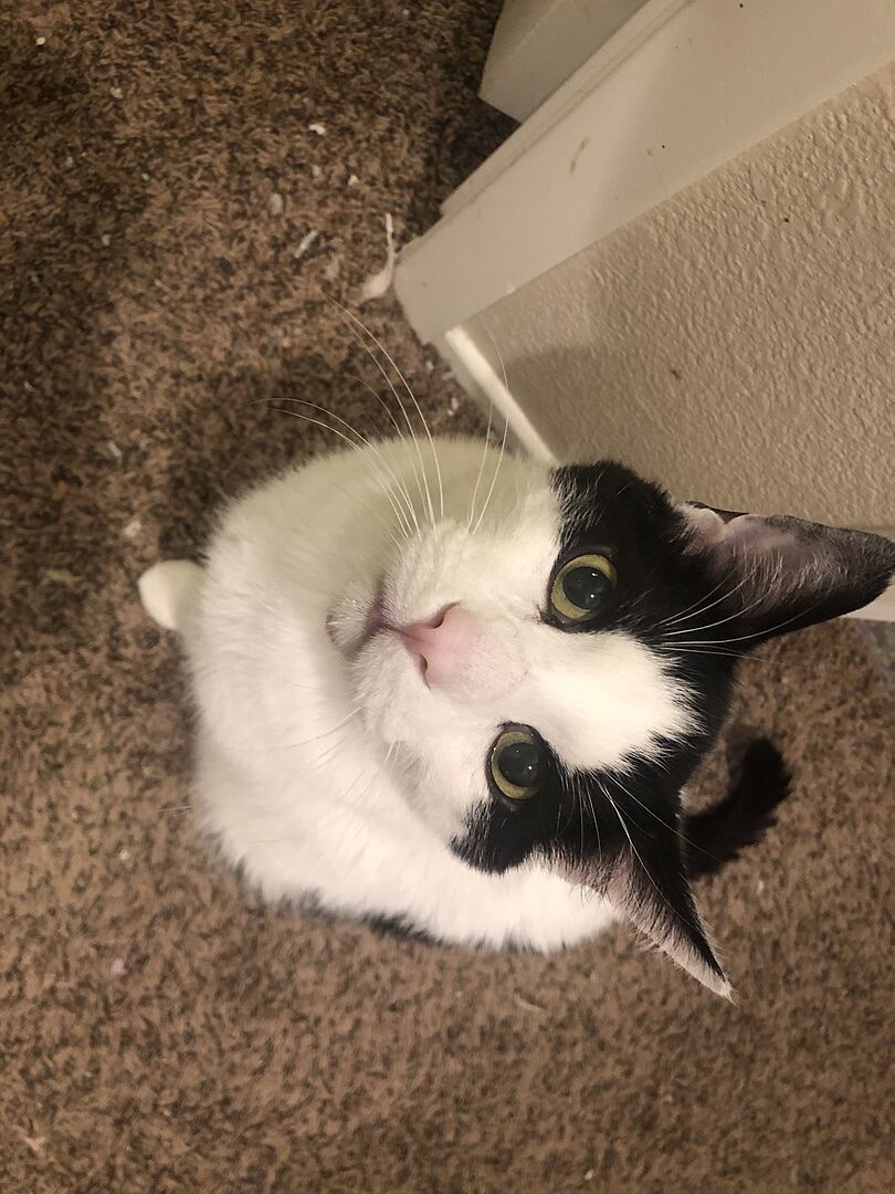 Catalyst Pet customer photo shared by Barbara B.
