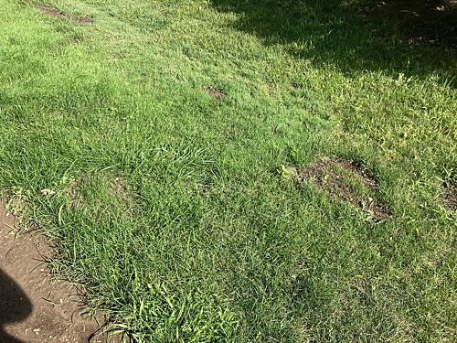 A lawn in Omaha, NE