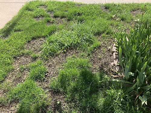 A lawn in Omaha, NE