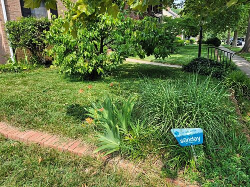 A lawn in Richmond, VA