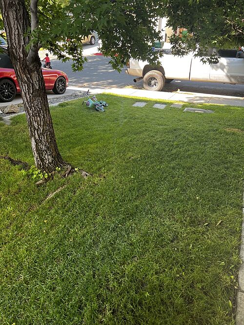 A lawn in Sparks, NV