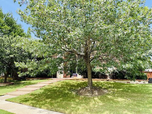 A lawn in Frisco, TX