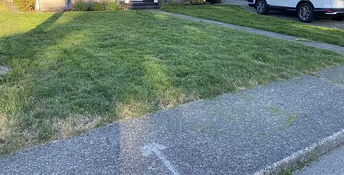 A lawn in Seattle, WA