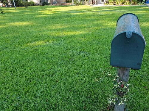 A lawn in Charleston, SC