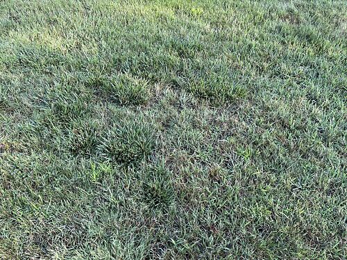 A lawn in Canton, MI