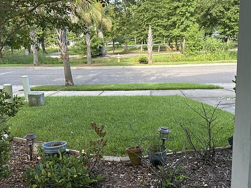 A lawn in Charleston, SC