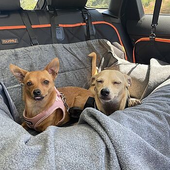 PupProtector™ Memory Foam Dog Car Bed I have two chihuahuas mix;