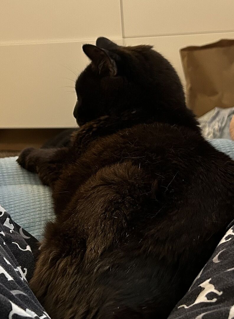 Catalyst Pet customer photo shared by Shelley J.