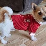 Lfc 2025 dog coat