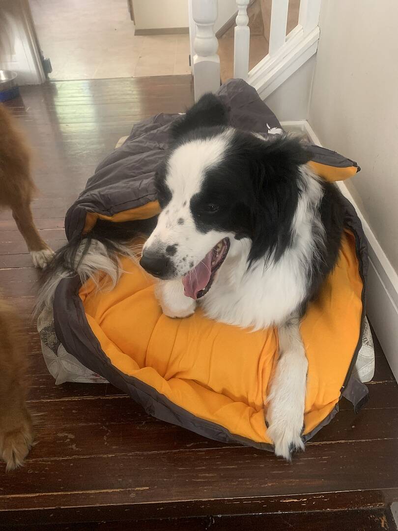 Dog in sleeping bag best sale