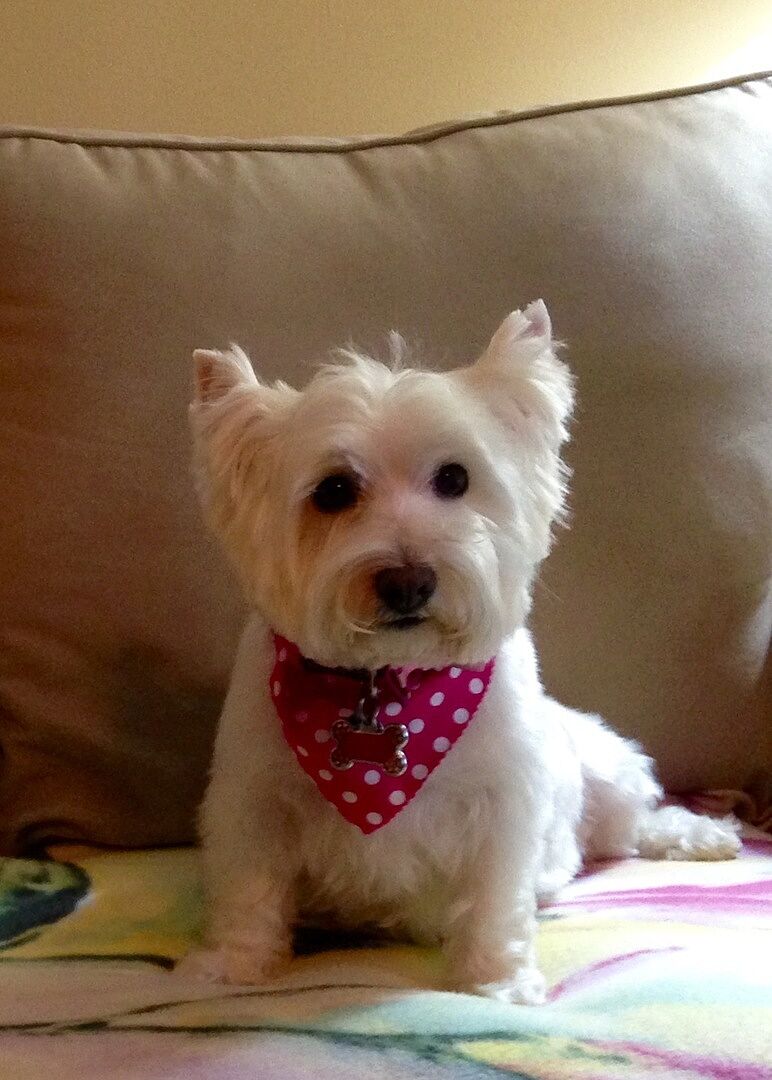 Love Bugs Pre/Probiotic For Dogs